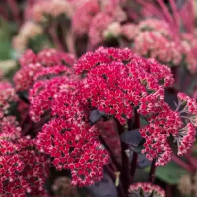 Очиток (седум) РЕД КАУЛИ в Витебске