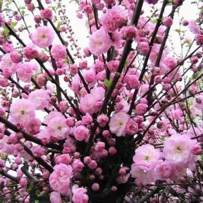 Миндаль ТРЁХЛОПАСТНЫЙ (луизеания) в Витебске