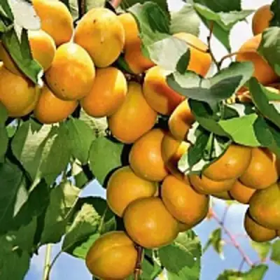 Абрикос БРЯНСКИЙ РАННИЙ в Витебске