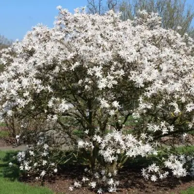 Магнолия КОБУС в Витебске