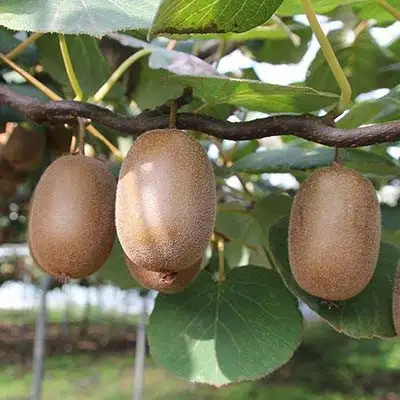 Актинидия ЗАКАРПАТЬЕ киви в Витебске