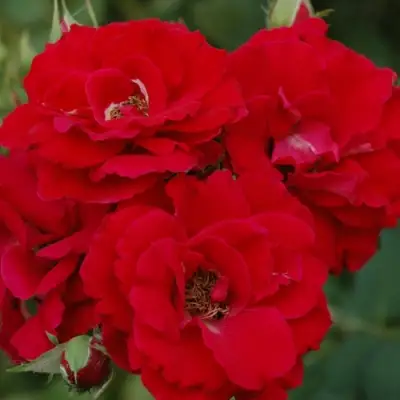 Роза ЧАМПЛЕЙН флорибунда в Витебске