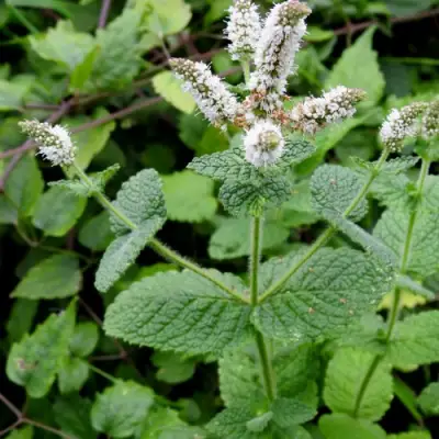 Мята яблочная в Витебске