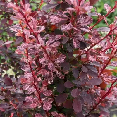 Барбарис РОУЗ ГЛОУ тунберга в Витебске