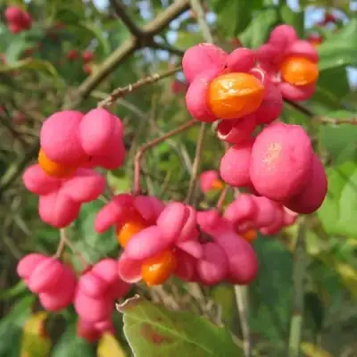 Бересклет ЕВРОПЕЙСКИЙ в Витебске