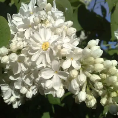 Сирень РОЧЕСТЕР в Витебске