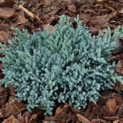 Можжевельник БЛЮ СПАЙДЕР чешуйчатый в Витебске