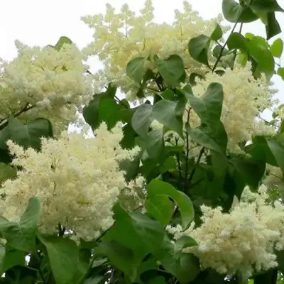 Сирень АМУРСКАЯ в Витебске