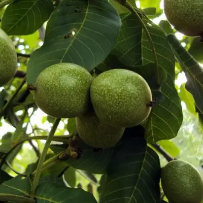 Грецкий орех ПИНСКИЙ в Витебске