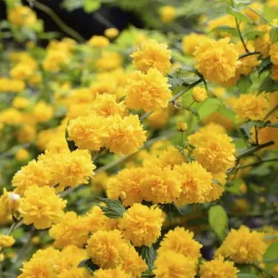 Керрия японская АУРЕОВАРИЕГАТТА в Витебске