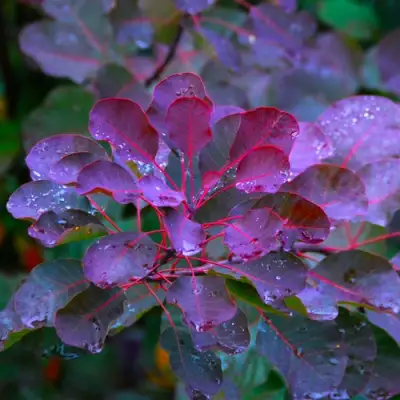 Скумпия ГРЕЙС в Витебске