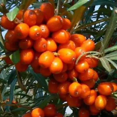 Облепиха ПЛАМЕННАЯ в Витебске