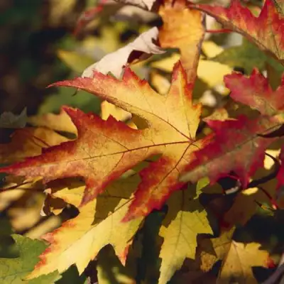 Клен серебристый в Витебске