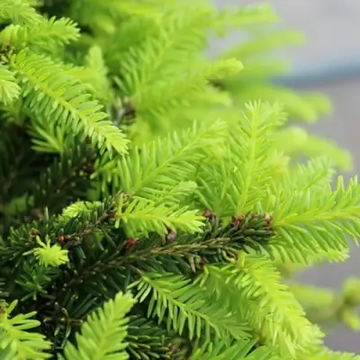 Ель НИДИФОРМИС обыкновенная в Витебске