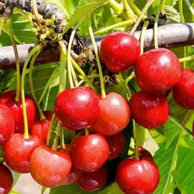 Черешня БЮТТНЕРА КРАСНАЯ в Витебске