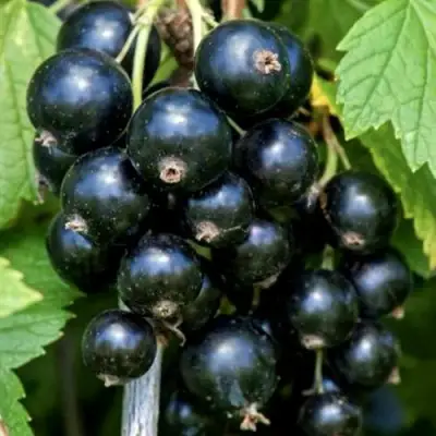 Смородина чёрная СЕЛЕЧЕНСКАЯ в Витебске