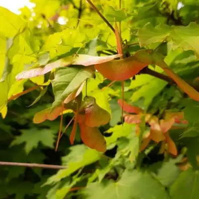 Клен ложноплатановый в Витебске