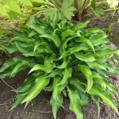 Хоста ГАРРИ ВАН ТРИЕР в Витебске