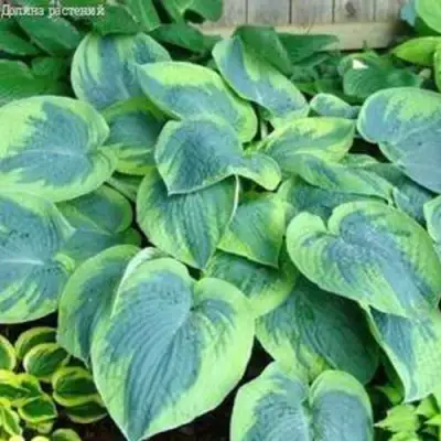 Хоста ТОКУДАМА ФЛАВОЦИРЦИНАЛИС гибридная в Витебске