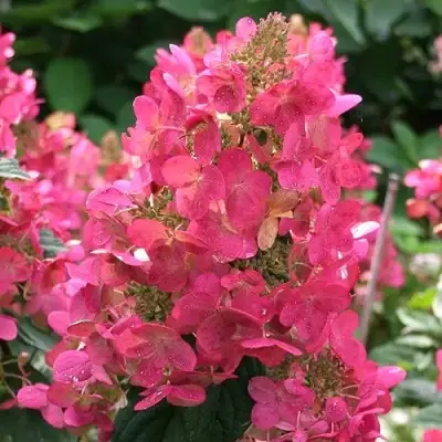 Гортензия МЕГА МИНДИ метельчатая в Витебске