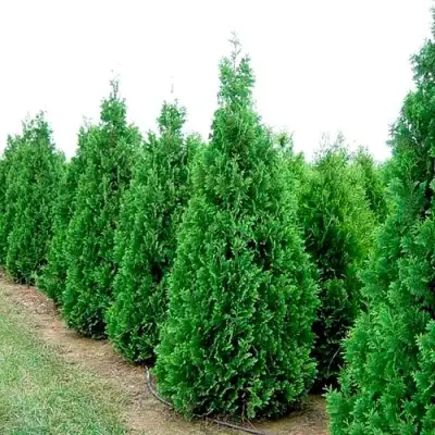 Туя СПИРАЛИС западная в Витебске