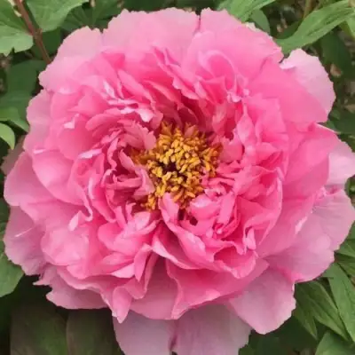 Пион РОЗОВЫЙ ЛОТОС древовидный в Витебске