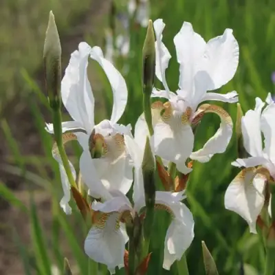 Ирис АЛЬБА сибирский в Витебске