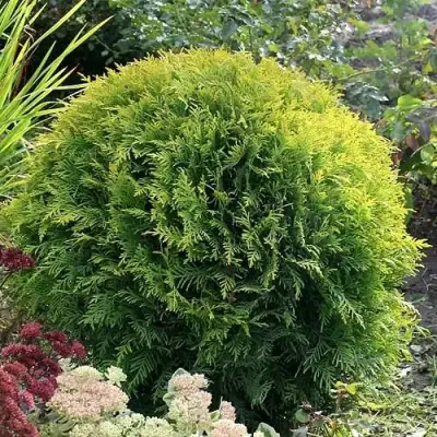 Туя ЕЛЛОУ ГЛОБ западная в Витебске