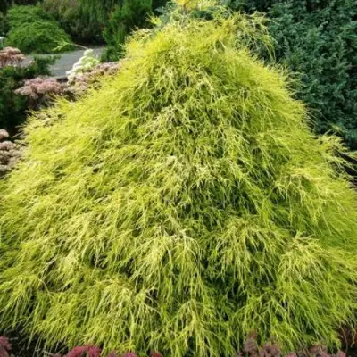 Кипарисовик ФИЛИФЕРА АУРЕА горохоплодный в Витебске