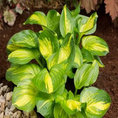 Хоста ЭМЕРАЛЬД ЧАРДЖЕР гибридная в Витебске