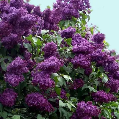 Сирень ИНДИЯ в Витебске