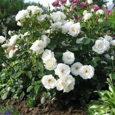 Роза АЛАБАСТЕР флорибунда в Витебске