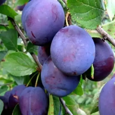 Слива ПЕРДРИГОН в Витебске