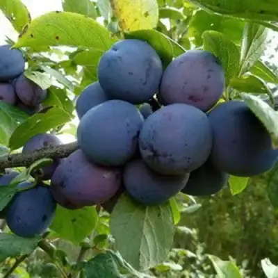 Слива КРОМАНЬ в Витебске