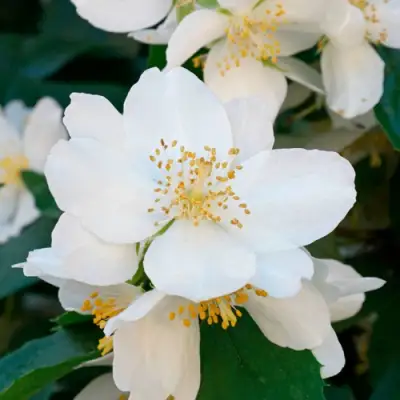 Жасмин ЮСТИНКА в Витебске