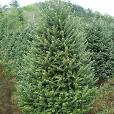 Пихта ФРАЗЕРА в Витебске