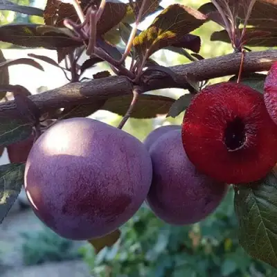 Слива ПАННА в Витебске