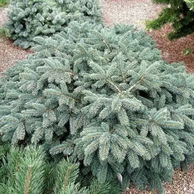 Ель НАНА сизая в Витебске