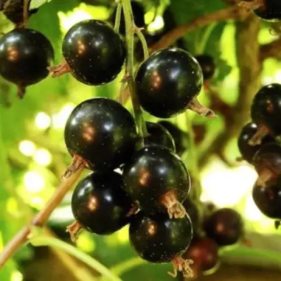 Смородина чёрная НАРА в Витебске