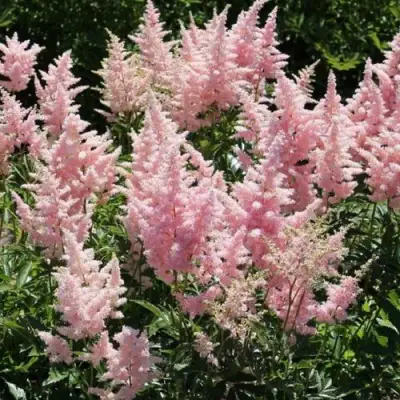 Астильба ГЛИТТЕР ЭНД ГЛАМУР китайская в Витебске