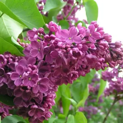 Сирень ДЕНЬ ПОБЕДЫ в Витебске