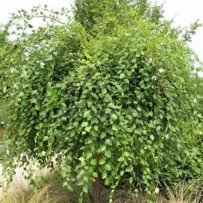 Береза САММЕР КАСКАД черная в Витебске