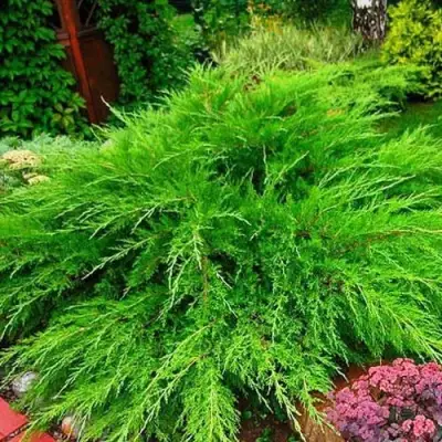 Можжевельник МИНТ ДЖУЛЕП средний в Витебске