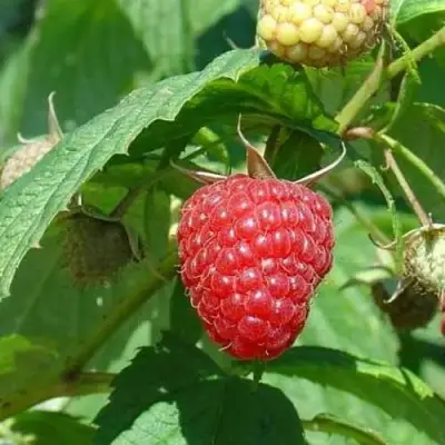 Малина КВЕЛЛИ в Витебске