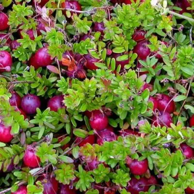 Клюква ПИЛИГРИМ в Витебске