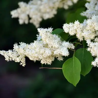 Сирень АМУРСКАЯ в Витебске