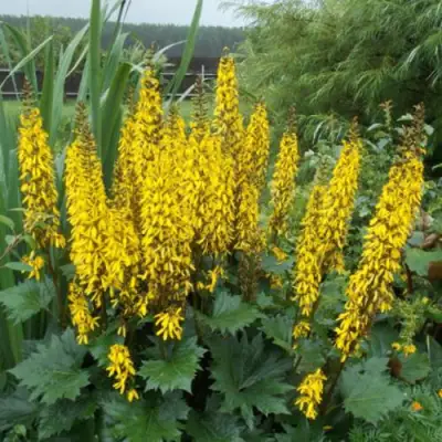 Бузульник ПРЖЕВАЛЬСКОГО в Витебске