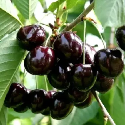 Дюк НОЧКА в Витебске