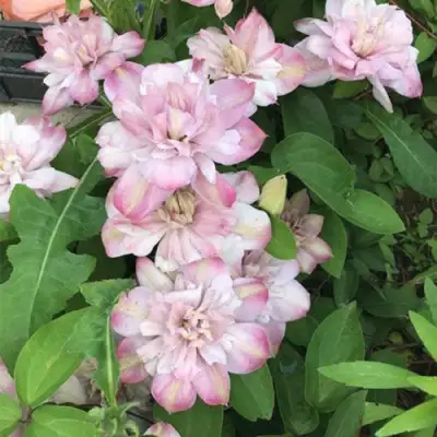 Клематис ИННОСЕНТ БЛАШ в Витебске