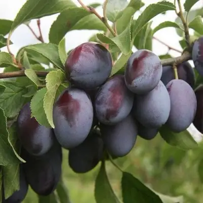 Слива РЕНКЛОД в Витебске